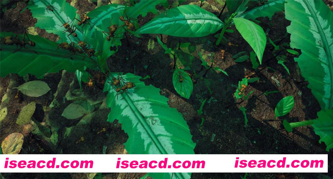 图片[9]-【模拟SLG/中文/3D】地下蚁国/Empires of the Undergrowth 官方中文硬盘版【5G/新作】-嘤嘤怪之家