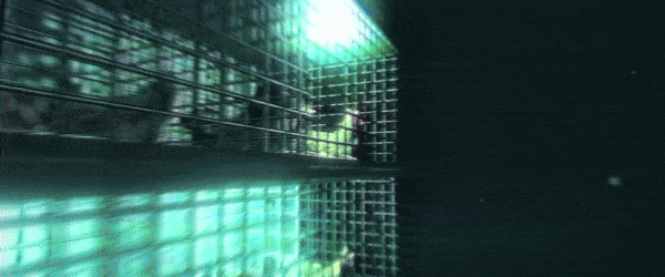 图片[2]-【整活儿游戏/中文/3D】《极地煎蛋/南极蛋/Arctic Eggs》Build.15461391 官方中文版【600M/新作】-嘤嘤怪之家